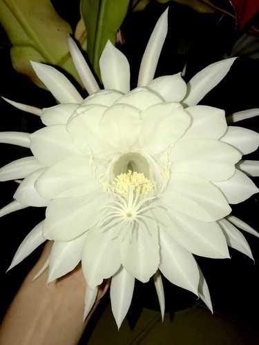 Epiphyllum oxypetalum kadupul - epiphyllum,