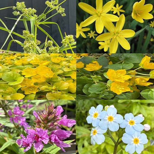 Wildlife pond starter pack - pack, 4
