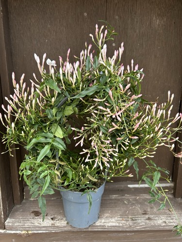 Jasmine officinale plant - jasmine,
