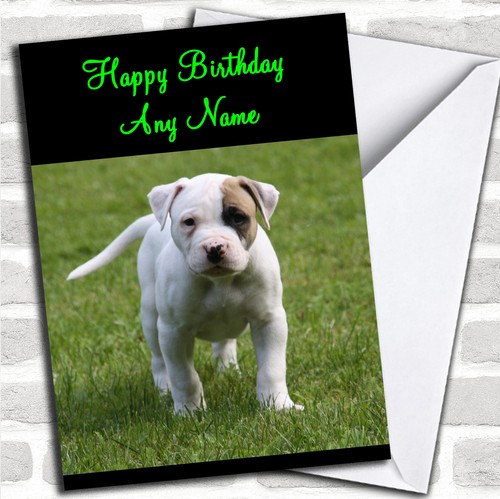 American bulldog puppy - bulldog, dog