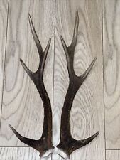 PAIR OF SIKA DEER ANTLERS,  634g. aprox.45/46cm.