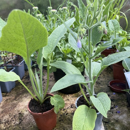 Comfrey herb plants one - x,