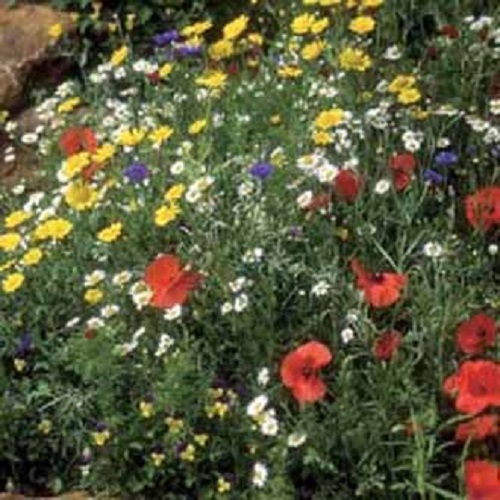 Wild flower grass seed - wild,