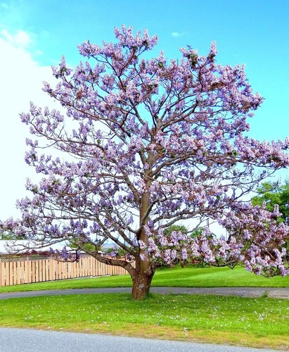 Paulownia elongata exotic - paulownia,