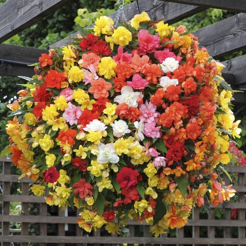 Begonia bedding plants super - begonia,