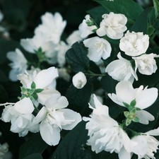 3x Philadelphus Pearls of