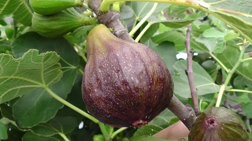 Fig tree brown turkey - tree, sweet