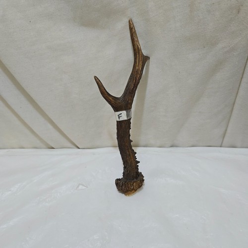 Deer roe antler thumbstick - /roe, ,thumbstick/