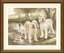 ITALIAN SPINONE ltd edition