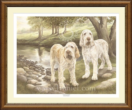 Italian spinone ltd edition - italian,