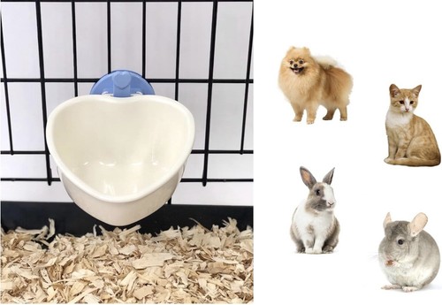Dog puppy cat pet animal - dog,