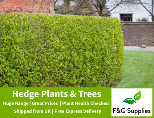 Green privet garden hedge - green,