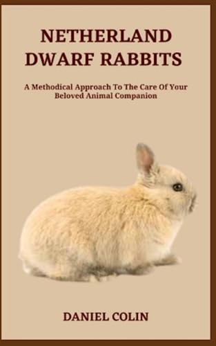 Netherland dwarf rabbits - netherland,