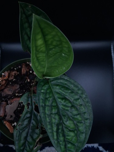 Monstera peru rooted live - monstera,
