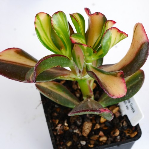 Crassula ovata mikaeri bijin - crassula, "mikaeri