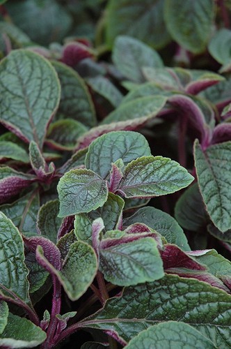 Plectranthus nico plug - nico,