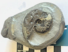 Eleganticeras ammonite fossil