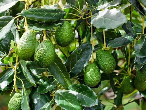 Avocado seedling for sale - sale, –