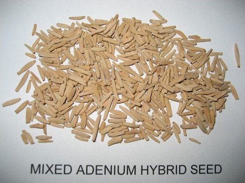 Adenium obesum mixed seeds - obesum,