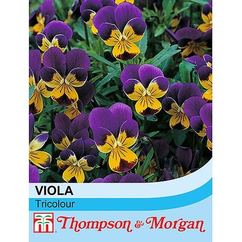 Wildflower pansy seeds hardy - wildflower,