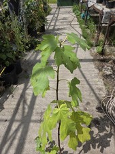 Common Fig Plant, Ficus Carica In a  2 Litre Pot Pack Of 2