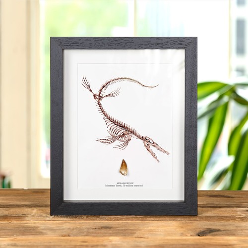 Mosasaur dinosaur tooth fossil - mosasaur,