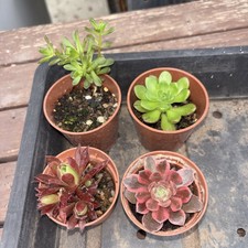 Aeonium collection X 4 6 cm