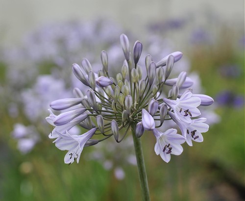New agapanthus silberpfeill - new,