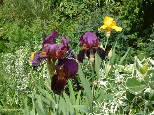 Iris germanica benton - iris,