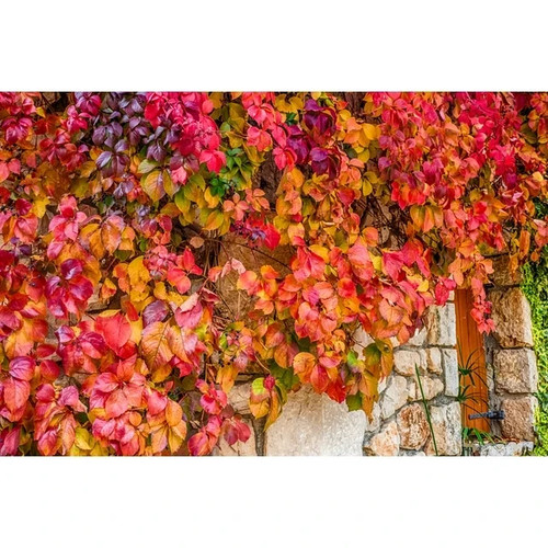 Virginia creeper vine - creeper,