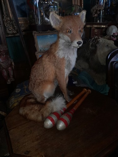 Cute taxidermy fox hare - fox,