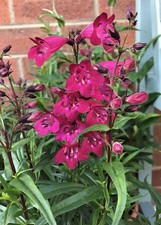 Penstemon 'Garnet' Perennial