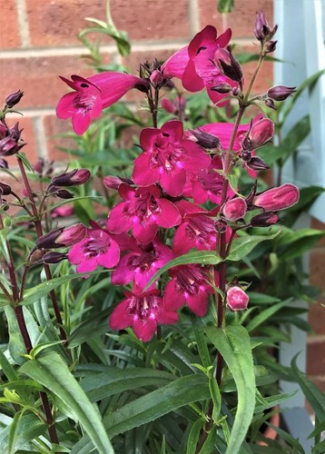 Penstemon garnet perennial - 'garnet',