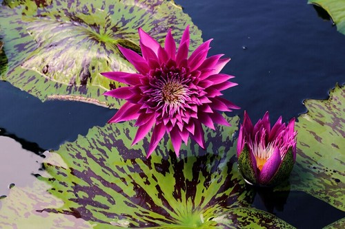 Lucida dwarf water lily pond - dwarf,