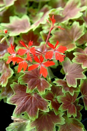 Red garden plug plant lrg - red,