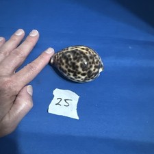 Large Cowrie Sea Shell Spotted
