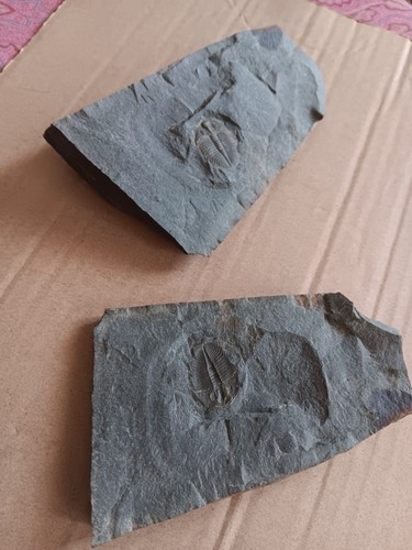 British fossil trilobite - fossil,