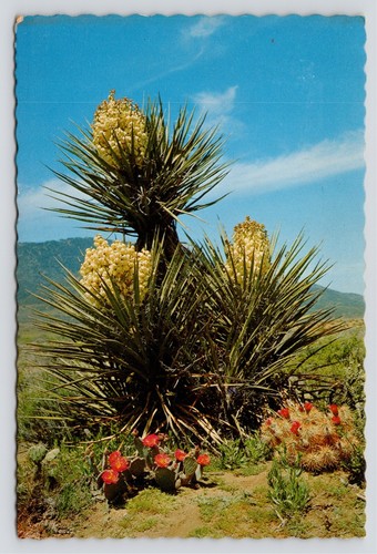 Desert view yucca beavertail - desert,
