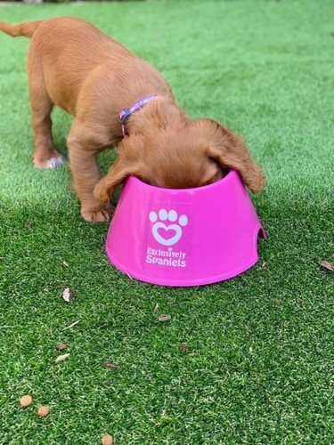 Two pink spaniel cocker - pink,