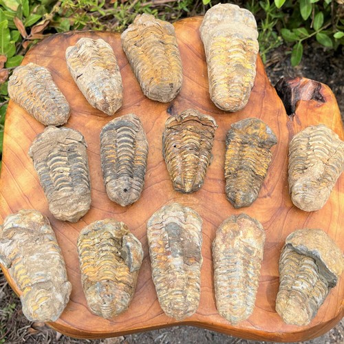 40mm 90mm morocco trilobite - morocco,