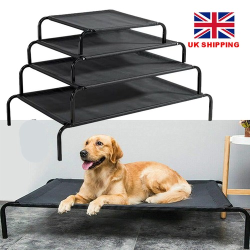 Large elevated dog pet - dog,
