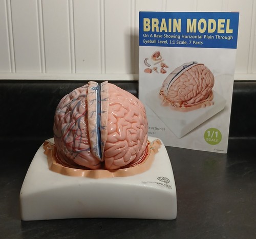 Evotech scientific human brain - scientific,