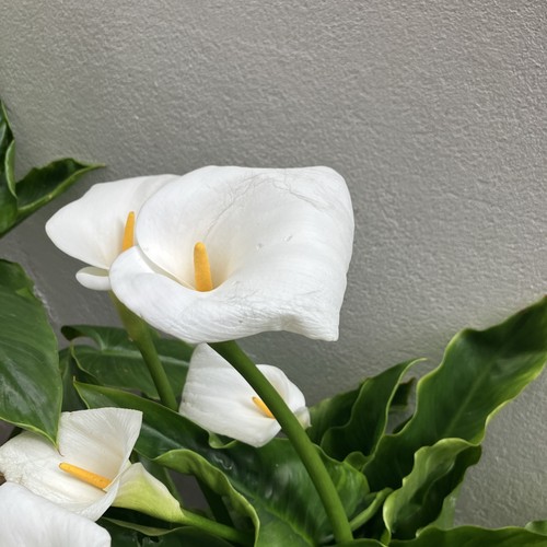 Mature cala lily tubers - cala,