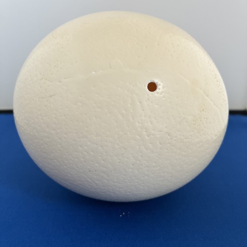Ostrich egg approx 16cm tall - ostrich,