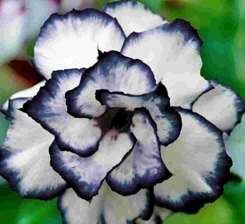 Pcs desert rose flower - rose,