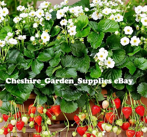 Strawberry plants plug - strawberry,