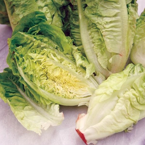 Little gem lettuce multi - x6,