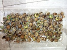 100 Wash & Dried ENGLISH OAK ACORN CAPS / CUPS 10-20mm  Autumn Xmas Decor Crafts