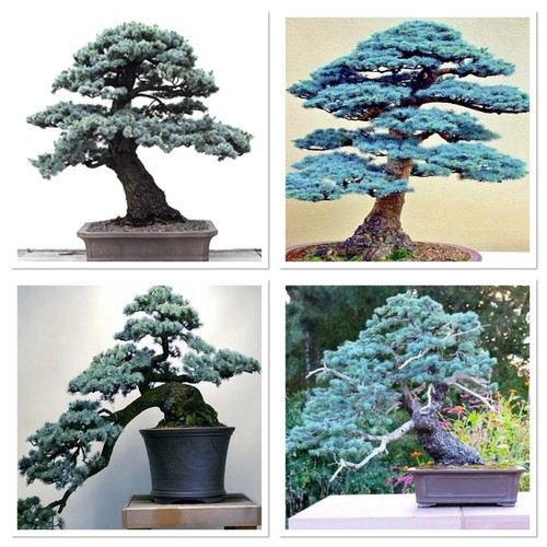 Blue spruce starter - , bonsai