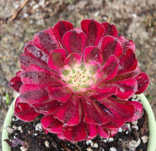 Aeonium Garnet White
